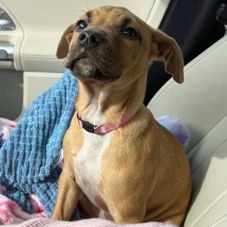 Lost Dog & Cat Rescue tweet media