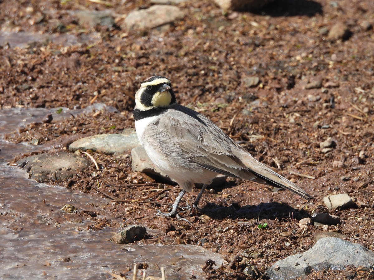 TheBarraDood's tweet photo. Brilliant days birding around Oukaimeden today. Crimson-winged Finch was the obvious highlight but having Shore Lark running around your feet and both species of Chough in huge numbers. Rock Sparrows all over the place (still hurts) https://t.co/G5QY4EfK23
