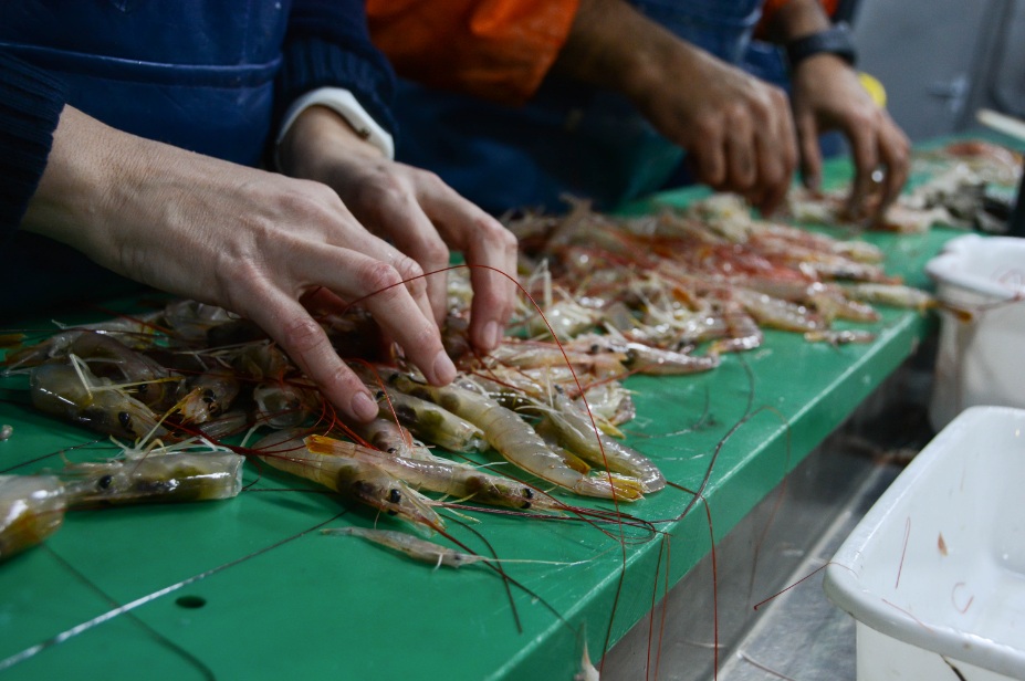 ConfluenciaPort's tweet photo. 🦐 INIDEP relevó langostino en Chubut y Golfo San Jorge.
📊 El CFP definió criterios para la captura incidental 2026.
⚖️ Investigación científica como base de la gestión pesquera.
👉https://t.co/GR5CVTdciY
#INIDEP #CFP #Langostino #PescaArgentina #ConfluenciaPortuaria https://t.co/fYlhp0X1Wf