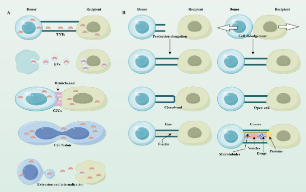 RespiratoryBMC's tweet photo. 📕Article Alert 📕

The role of mitochondrial transfer in lung disease
#OpenAccess #Mitochondrial #RespiratoryResearch 

Read the article: https://t.co/fknsGa8Oig https://t.co/rpG5q3vZ8h