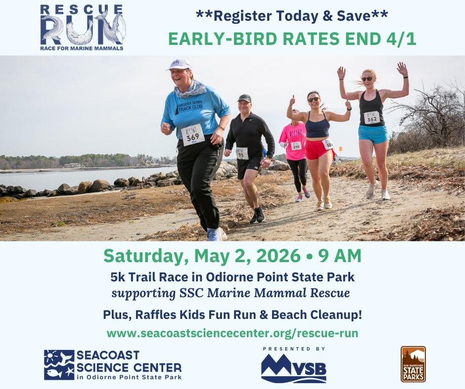 SeacoastSciCtr's tweet image. Lace up your shoes &amp;amp; hit the trails with us on Saturday, 5/2/26 @ 9am for our annual Rescue Run #5K at Odiorne Point State Park! Proceeds benefit our Marine Mammal Rescue team. Register early &amp;amp; save with early-bird rates, ending 4/1. Presented by @MVSBank seacoastsciencecenter.org/rescue-run