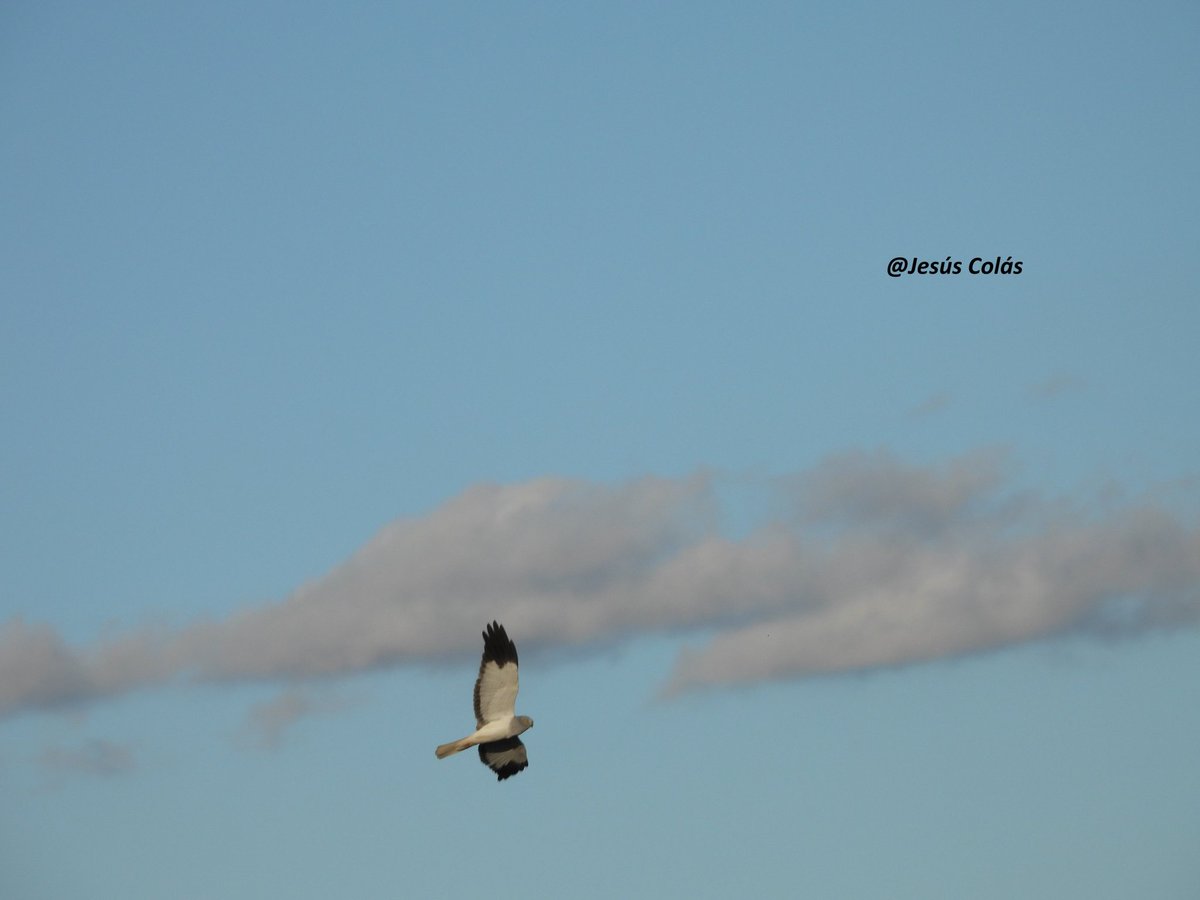 Jesús Colás tweet media