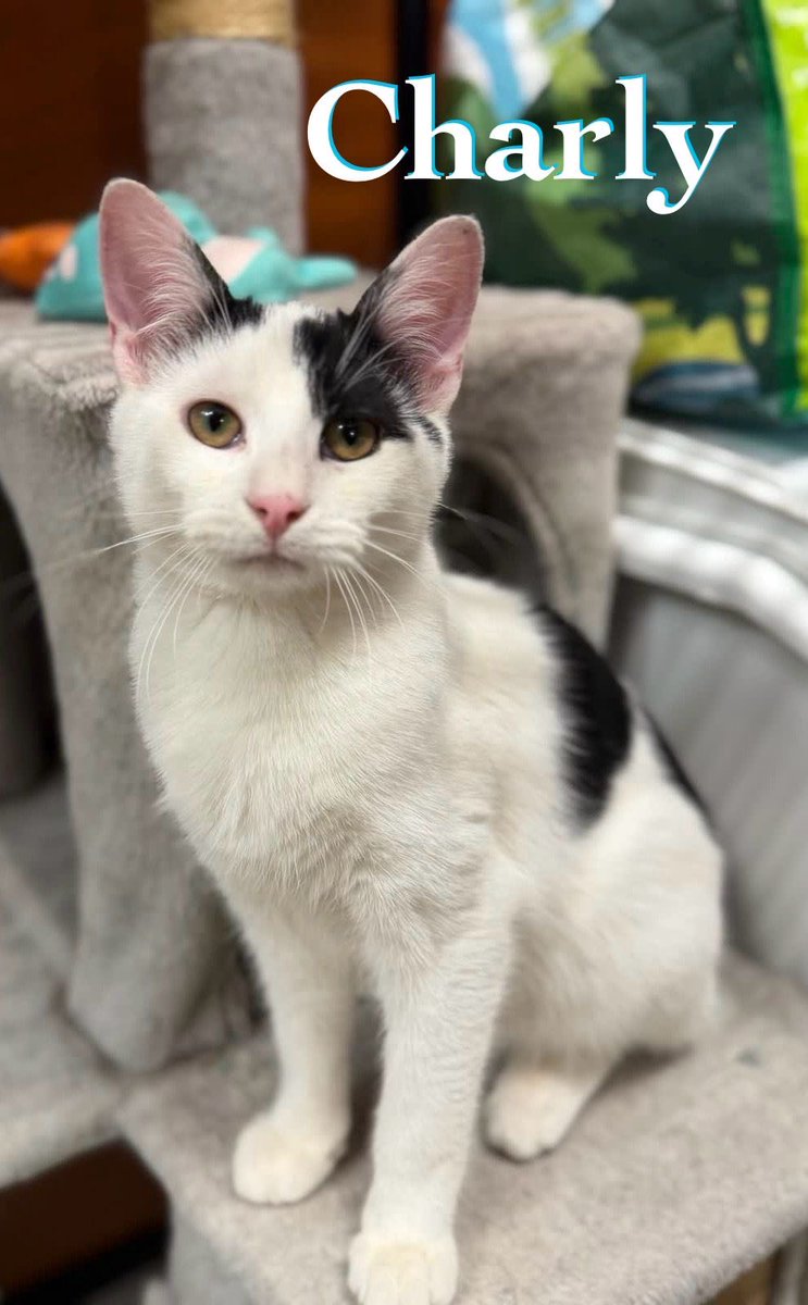 Rescue Ridge tweet media