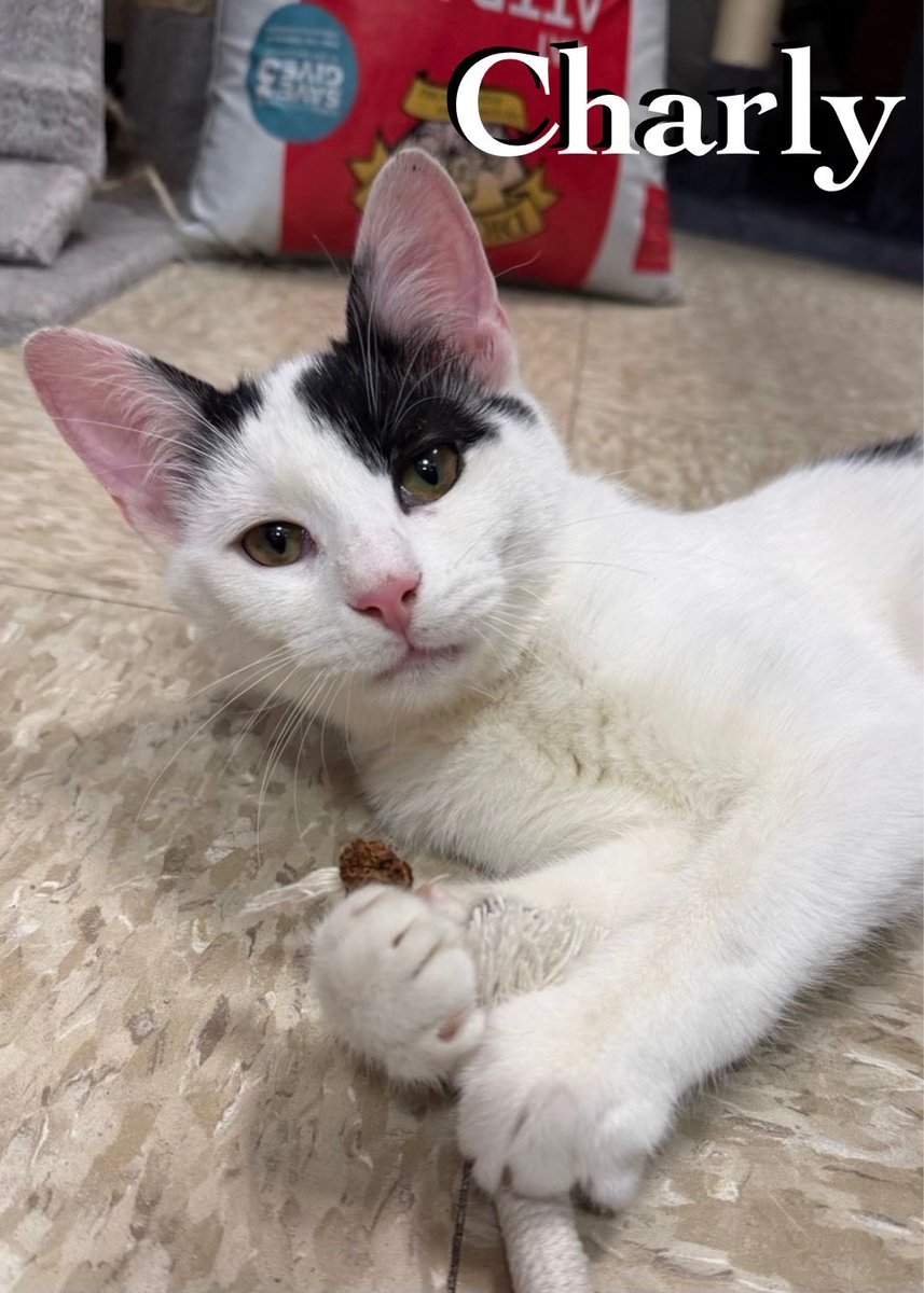 Rescue Ridge tweet media