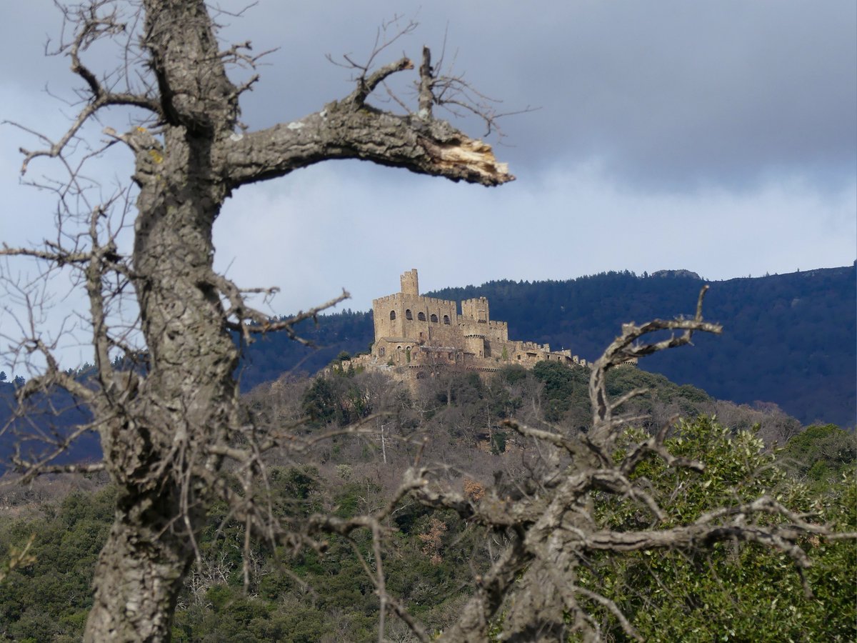 mabiro08's tweet photo. 📸📍Requesens, febrer de 2026.

@naturaibio #Natura #NaturePhotography #fotografia https://t.co/N4Lla5lOy6