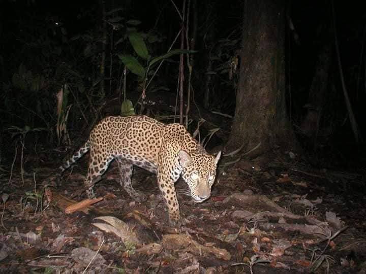 EstebanACopa1's tweet photo. #LaAsunta 
EN EL MUNICIPIO DE ASUNTA - LA PAZ, UN COMUNARIO  HABRÍA SIDO ATACADO POR UN FELINO.
Según reportes locales, un Jaguar habría atacado a un comunario sacándolo de su propia vivienda para luego arrastrar hasta unos 300 metros, pobladores se encuentran consternados. https://t.co/QH6MeeLd6u