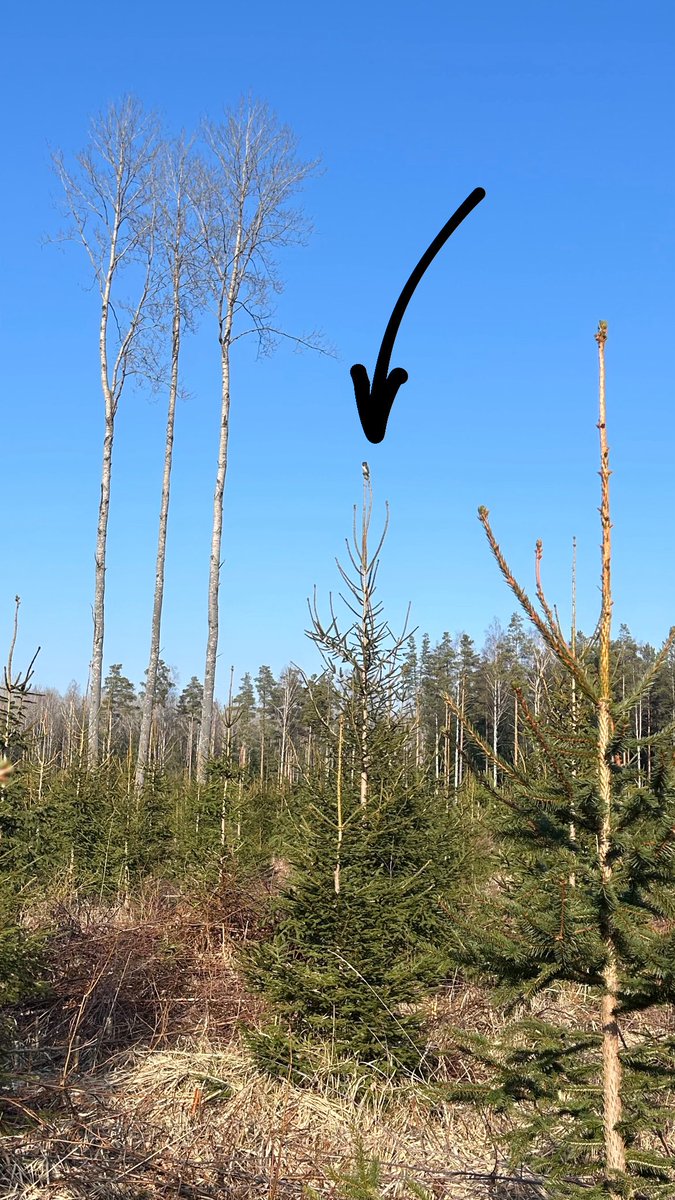 Miles Cluff tweet media