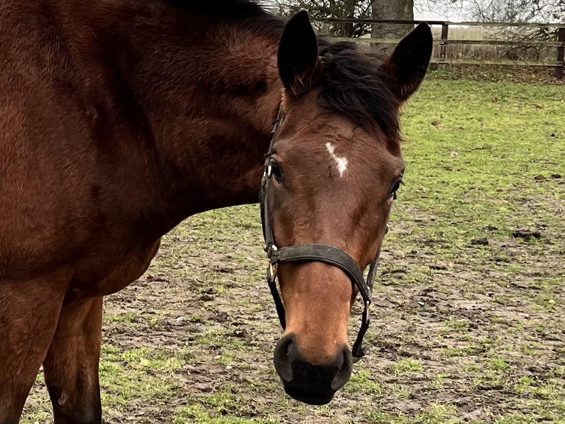 MAGNOLIA BLOODSTOCK tweet media