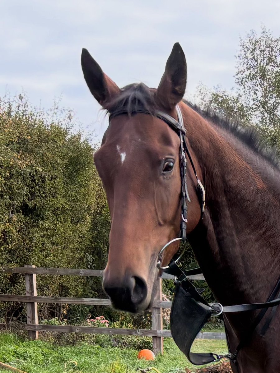 MAGNOLIA BLOODSTOCK tweet media