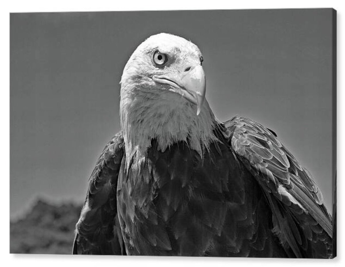 shonna99784's tweet image. BW Majestic Bald Eagle in Profile - Canvas Print shonna-hawkins.pixels.com/featured/bw-ma…

#BW #Majestic #BaldEagle #Profile #Patriotic #Freedom #Monochrome #CanvasPrint #HomeDecor #ShonnaHawkinsPixels