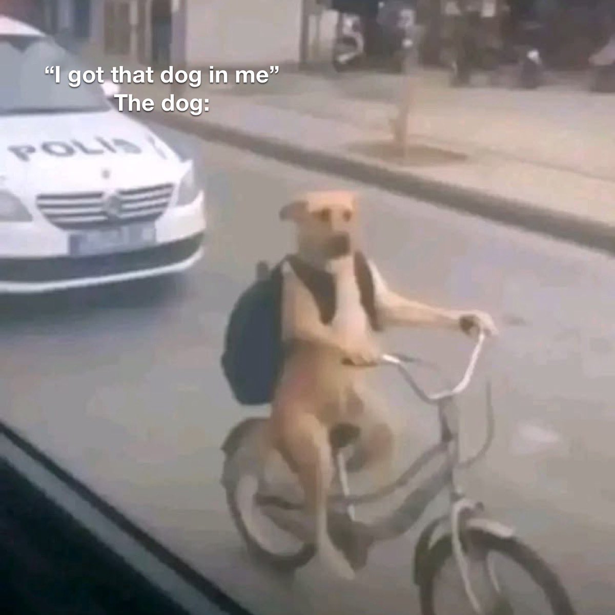 Old Row Pups tweet media