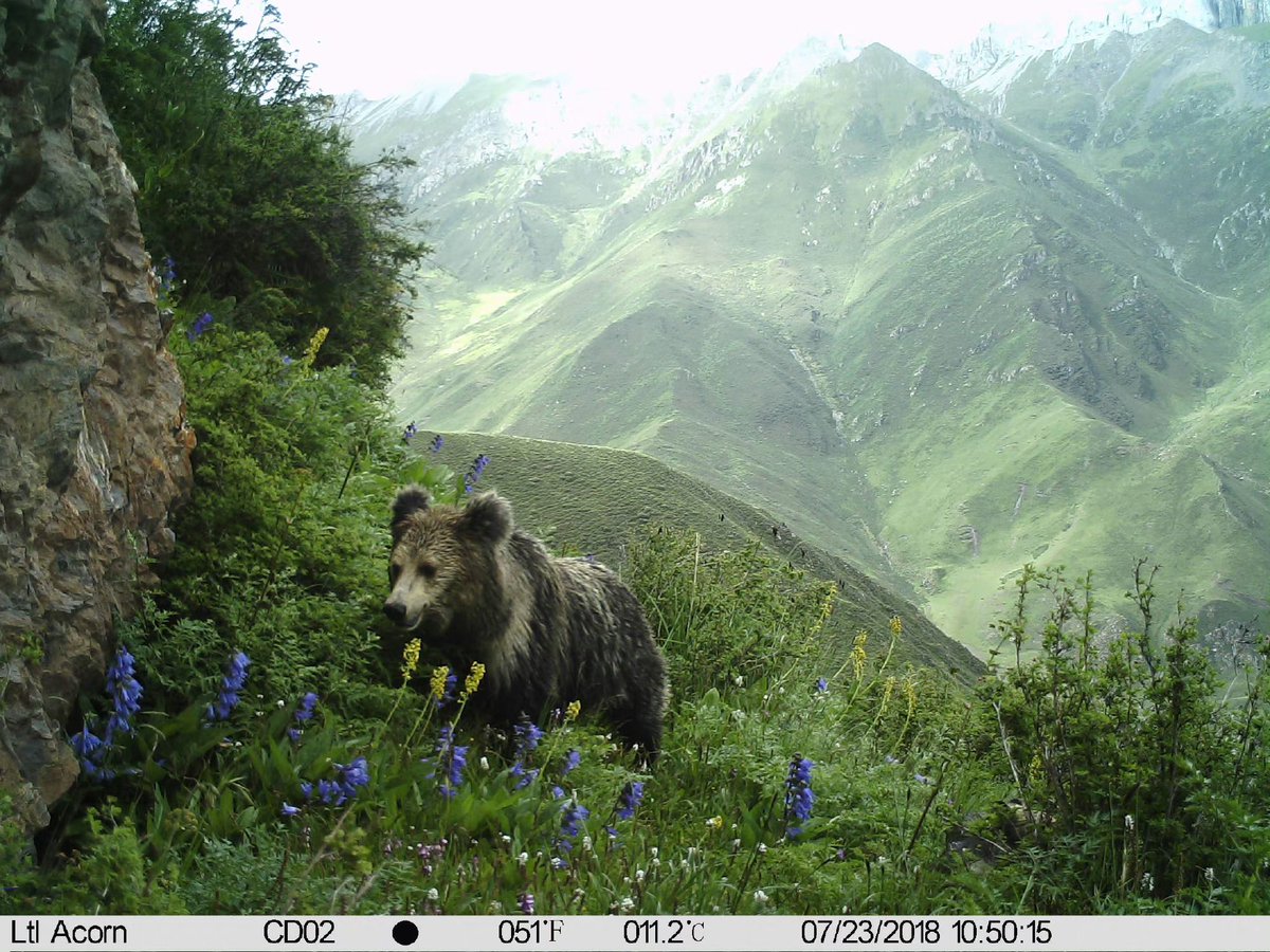 trailcam tweet media