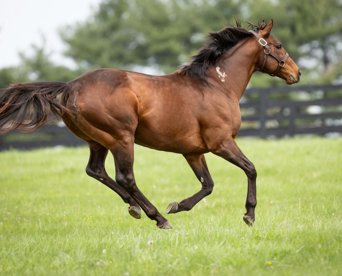 jfarache's tweet photo. Hoy cumple 8 años FLIGHTLINE, uno de los mejores caballos que he visto en mi vida de hípico.

El hijo de Tapit, que se retiró invicto en las pistas, ganó la Breeders' Cup Classic (G1), Metropolitan H. (G1), Pacific Classic S. (G1) y Malibu Stakes (G1). Se encuentra sirviendo como semental en @LanesEndFarms desde el año 2023, y sus primeros hijos dosañeros están por comenzar campaña en medio de gran expectativa.
