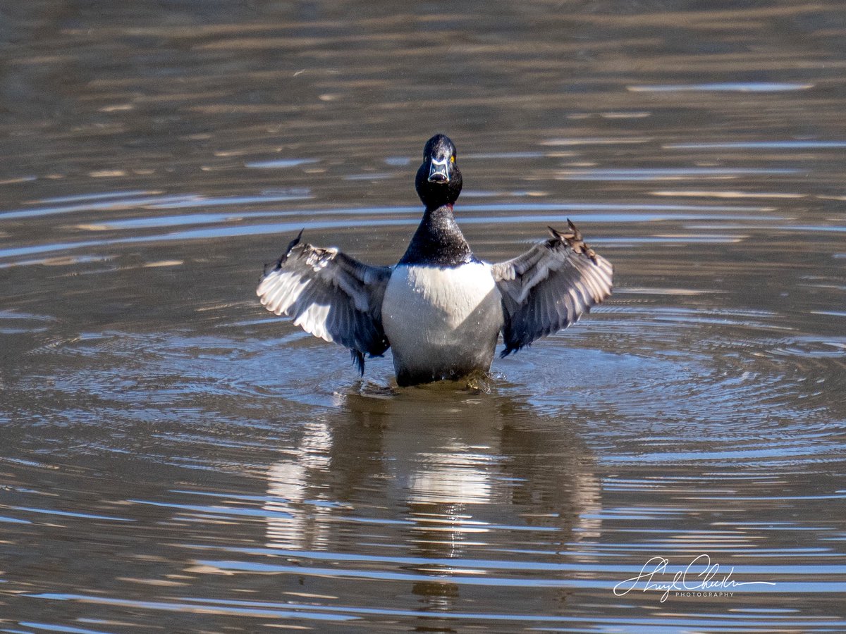 Sheryl Checkman tweet media