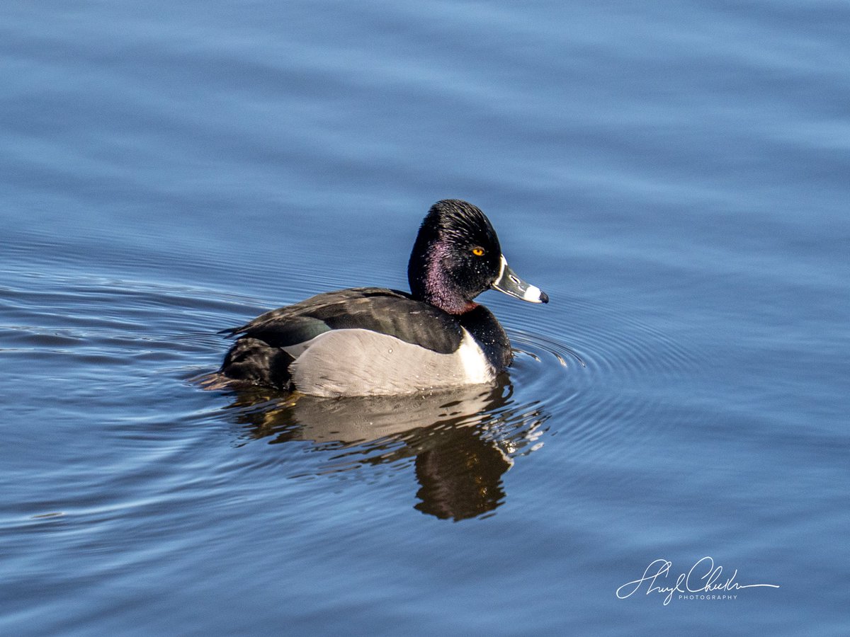 Sheryl Checkman tweet media