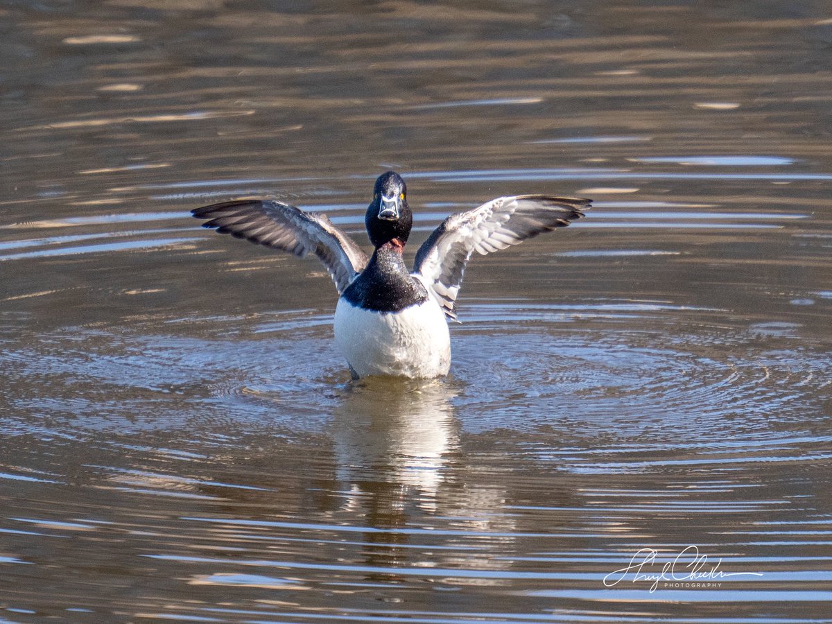 Sheryl Checkman tweet media