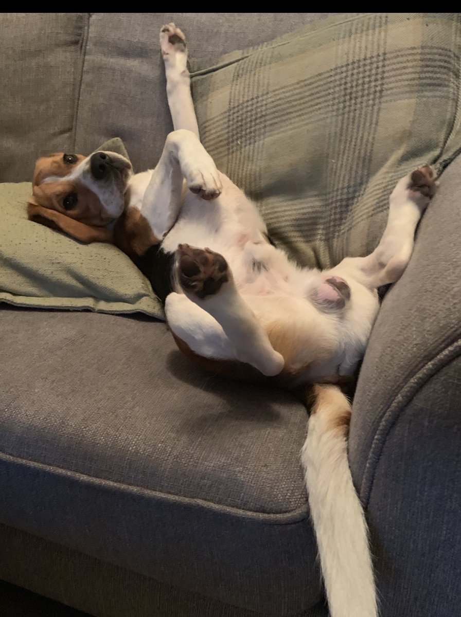 Lauren 🐼 tweet media