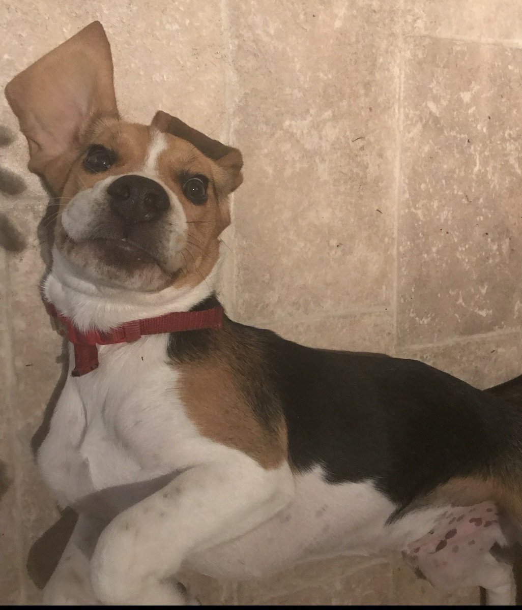 Lauren 🐼 tweet media