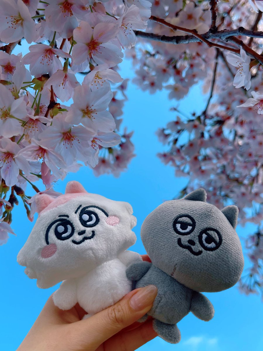 １年間、ありがとうございました✨

お花見からはじまって

桜の季節にまたこうして。

「これからもずっとよろしくね、ンめねこ」

うすくろの言葉。

２人とみんなの日常は、これからも続いていくんだろうなと想いを巡らせながら。

また会えますように🌸