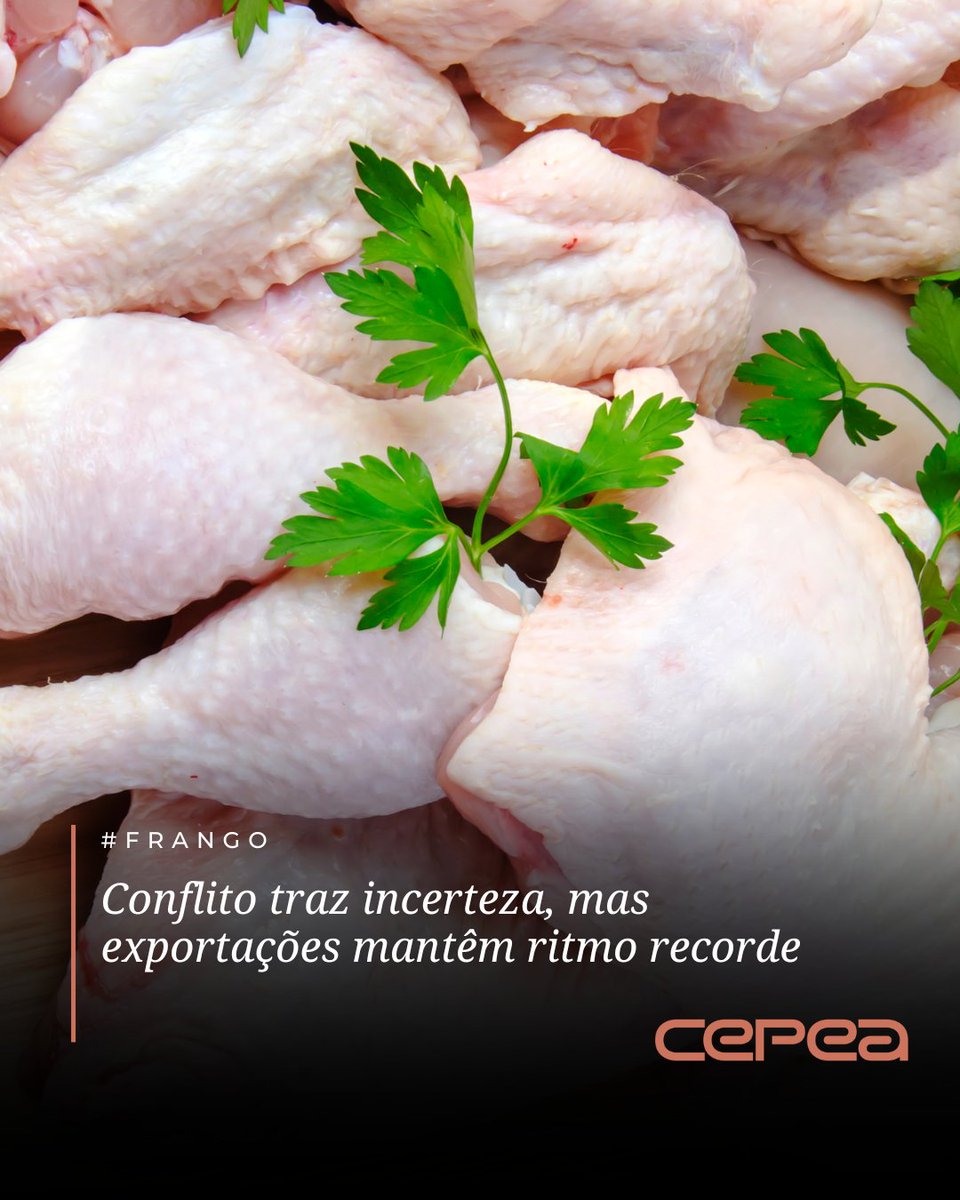 CepeaEsalq's tweet image. #FRANGO – Com a possibilidade de um agravamento no contexto geopolítico, relacionado ao atual conflito no Oriente Médio, agentes do mercado avícola nacional consultados pelo Cepea indicam estar em alerta – o Brasil é o maior exportador mundial da proteína e esse cenário pode