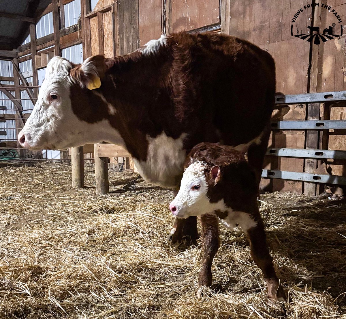 vftfarm's tweet photo. #1 had us a new herd bull this year
@americancattle @WorkingRanch https://t.co/y35cH045rq