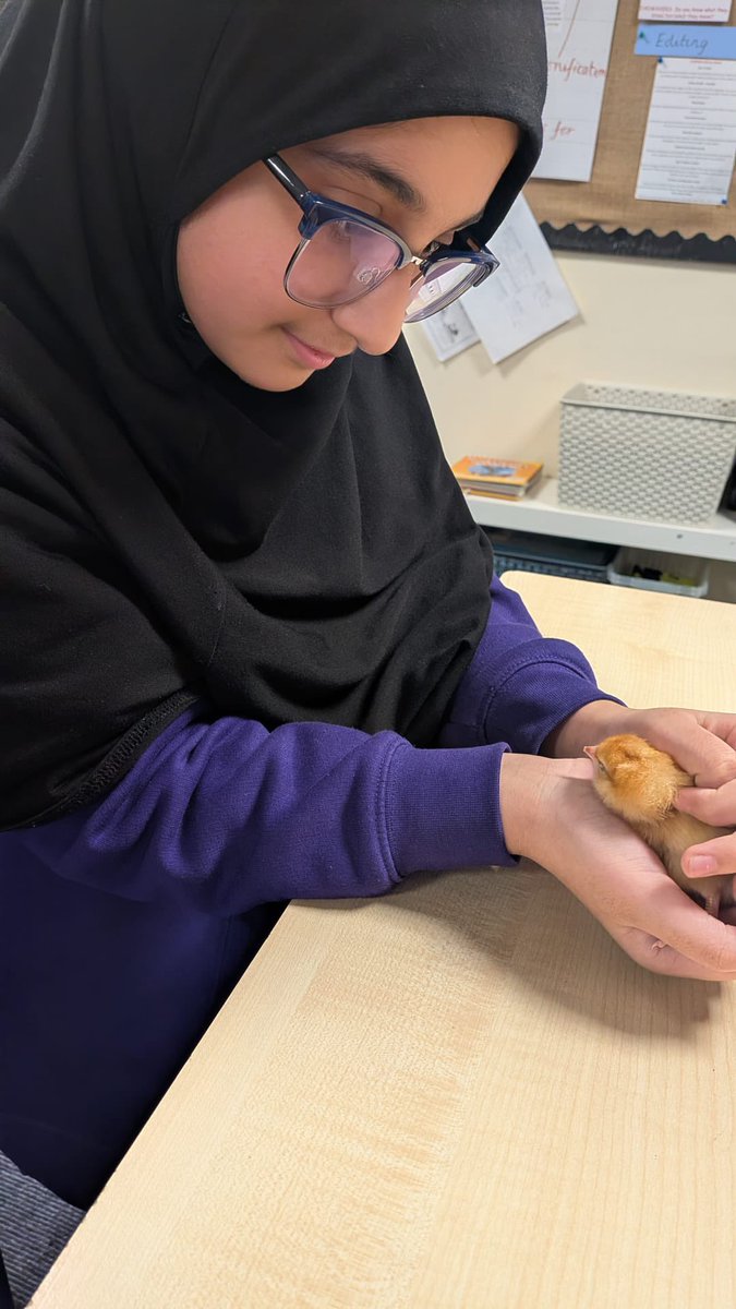 olive_bolton's tweet image. Year 6 enjoy some #wellbeing time with the newest additions to the #OliveFamily #Experiences #Awe #Wonder #Ambition #Caring #Science #Life #WeAreStar #HappyTimes
