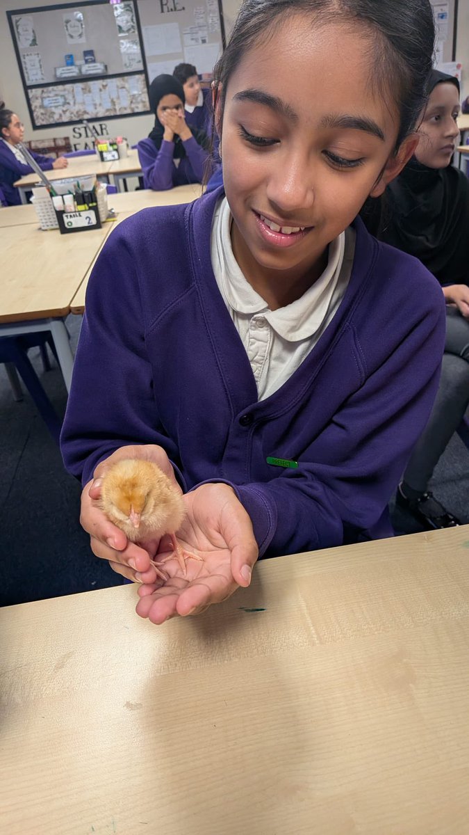 olive_bolton's tweet image. Year 6 enjoy some #wellbeing time with the newest additions to the #OliveFamily #Experiences #Awe #Wonder #Ambition #Caring #Science #Life #WeAreStar #HappyTimes