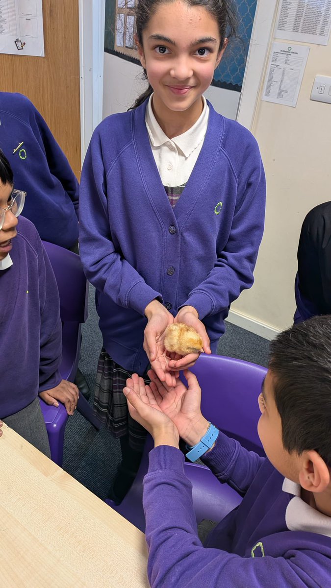 olive_bolton's tweet image. Year 6 enjoy some #wellbeing time with the newest additions to the #OliveFamily #Experiences #Awe #Wonder #Ambition #Caring #Science #Life #WeAreStar #HappyTimes