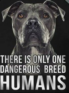 Pit Bulls Against Discrimination tweet media