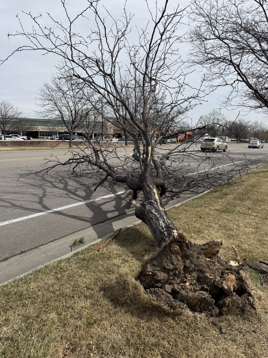 RyanMatoushWX's tweet image. Large tree the size of a small tree partially blocking the southbound side of John F Kennedy Pkwy in Fort Collins🌲 

📍 King Soopers

@NWSBoulder @BoulderCAST @BianchiWeather @CReppWx @MattBlueThunder #cowx #colorado #wind