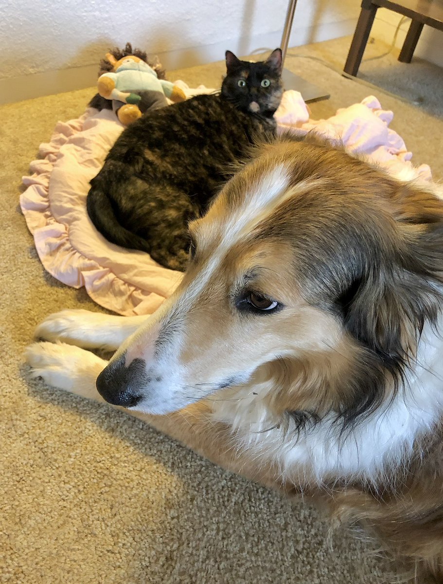 The Snoopervisor 2.0 /Moses (Wilma🌈) tweet media