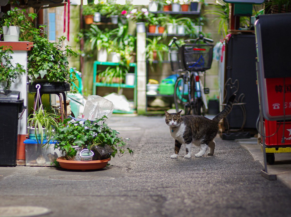 イツカノドコカ tweet media