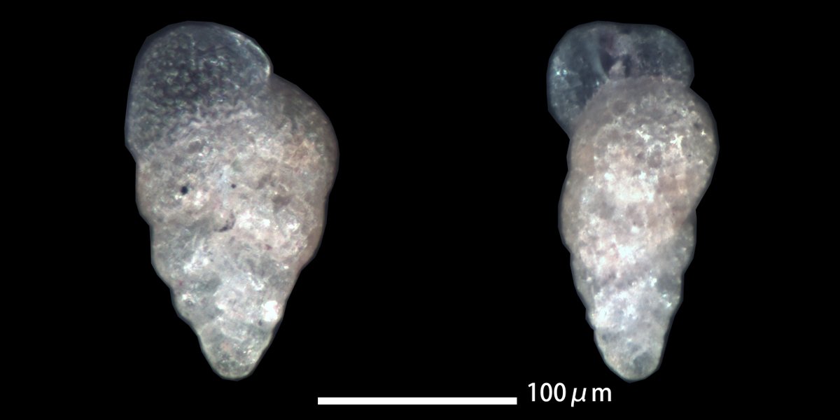 forafukiminera's tweet photo. Bolivina variabilis 
tidal pool, Nagasakibana, Ichikikushikino City, Kagoshima Prefecture, Kyushu, Southwest Japan, collected 1 February 2026.
#ForamFriday #foraminifera #有孔虫 #底生有孔虫 https://t.co/5vkoq1S51p