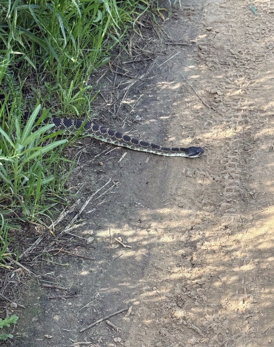 Skylar Romines tweet media