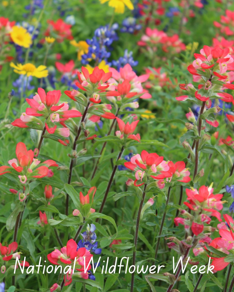 NEHarvest's tweet photo. It’s National Wildflower Week! 🌼 Take a moment to look around your yard or along your next walk—you might spot some beautiful wildflowers growing right in your neighborhood. https://t.co/AmNZVGJ6Qm