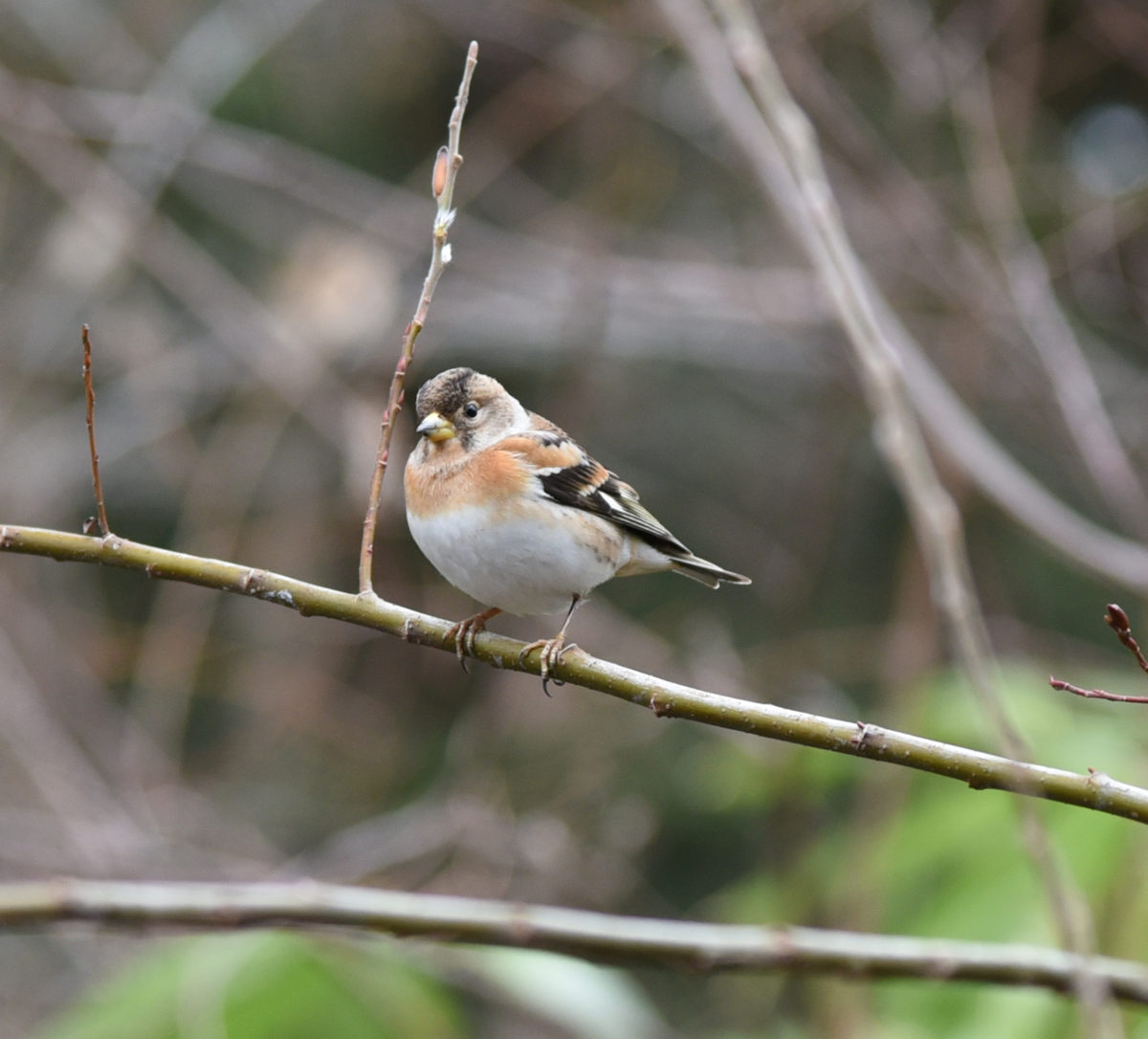 ゴリさん tweet media