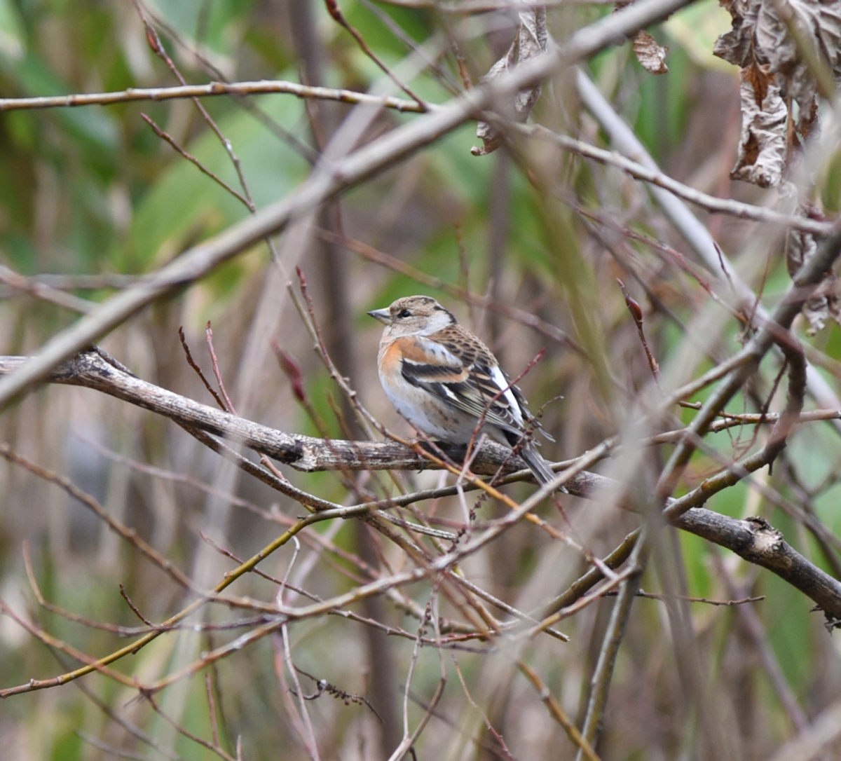 ゴリさん tweet media