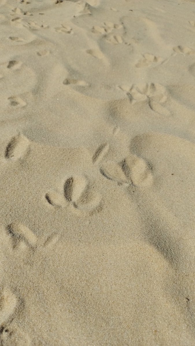 Cecilia Melo 🦀 tweet media