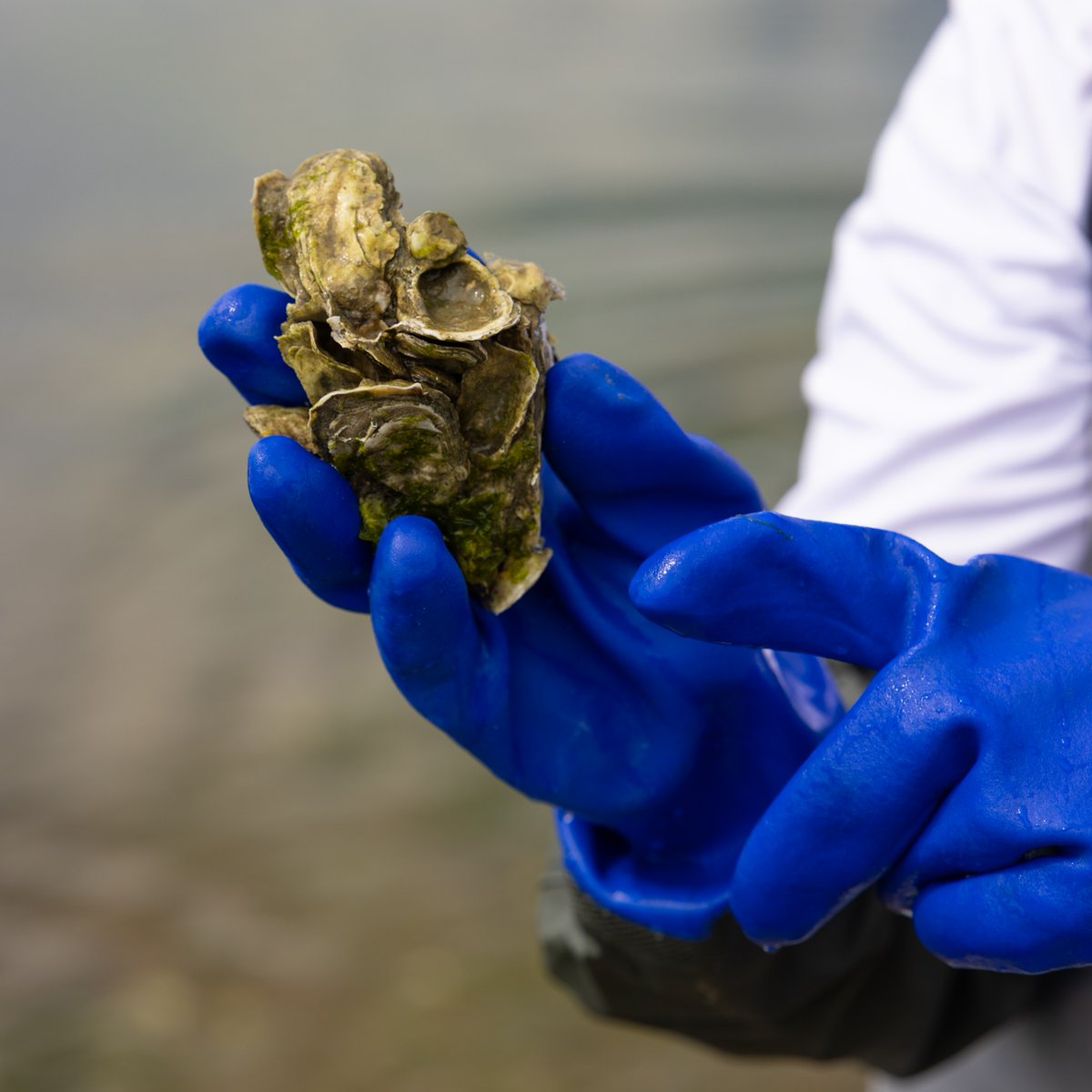 Hampton University tweet media