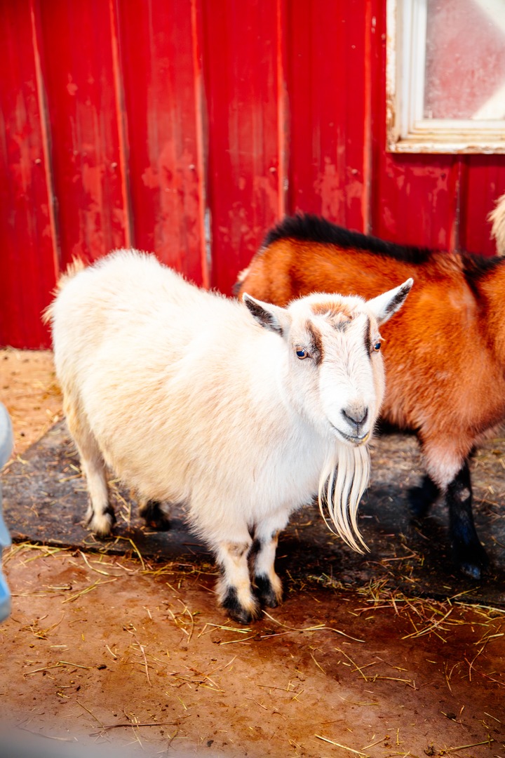 Tulsa Zoo tweet media