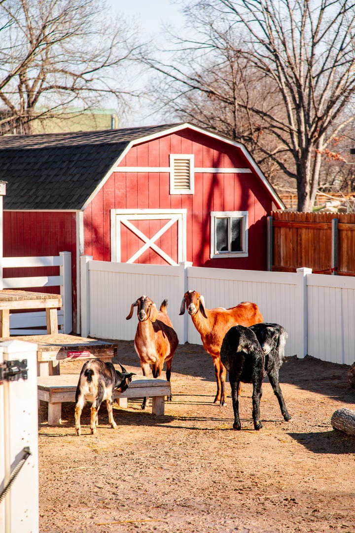 Tulsa Zoo tweet media