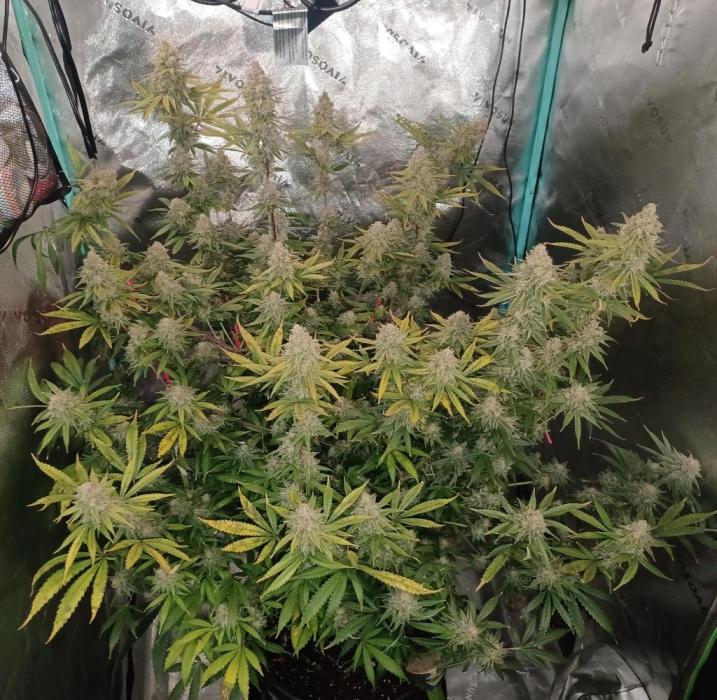 spliffseeds's tweet photo. Spliff Cheese Please!
📸:Sour_D
#spliffcheese #spliffseeds https://t.co/8xw8ZYQse0