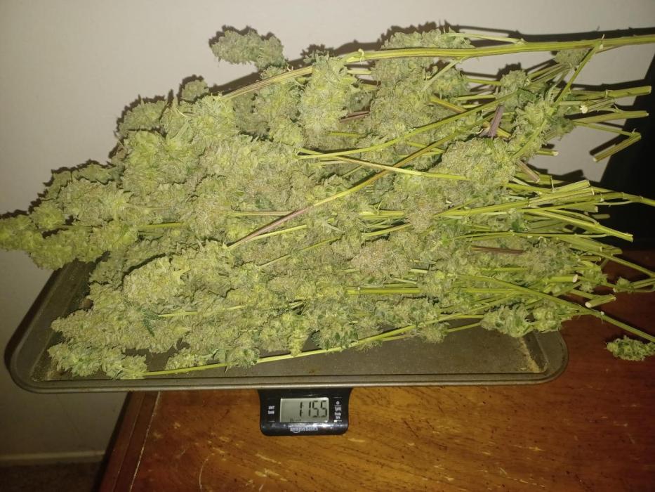 spliffseeds's tweet photo. Spliff Cheese Please!
📸:Sour_D
#spliffcheese #spliffseeds https://t.co/8xw8ZYQse0