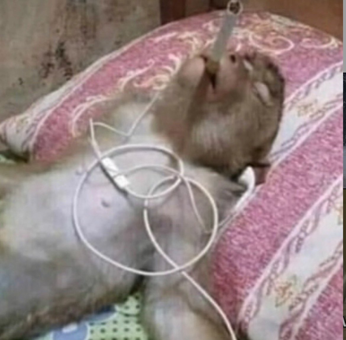 hopiecakes's tweet image. need more tx/houston girlie moooties with my vibe bc summer is #COMING and we need a #GC