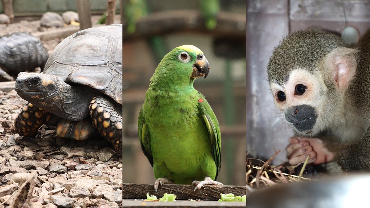 CAMHUILA tweet media