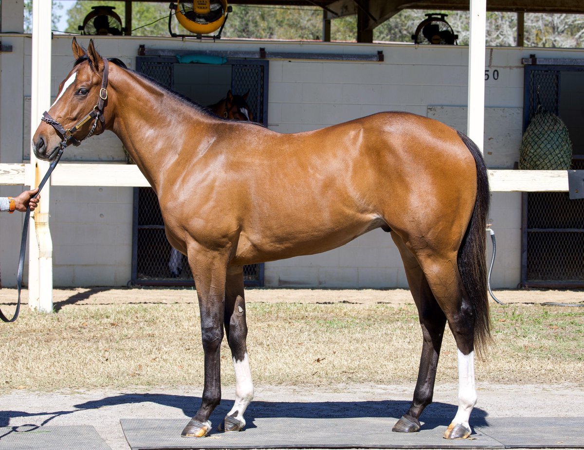 WinStar Farm tweet media