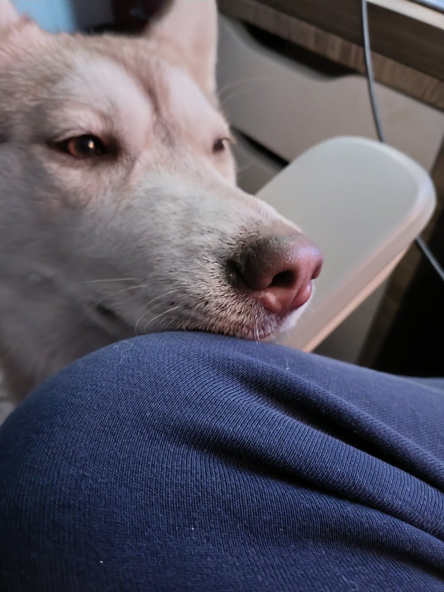 JustinSane03's tweet photo. @Celine_S_ Oui ! Une petite husky qui arrive doucement sur ces 9 mois https://t.co/S7sJehtBWK