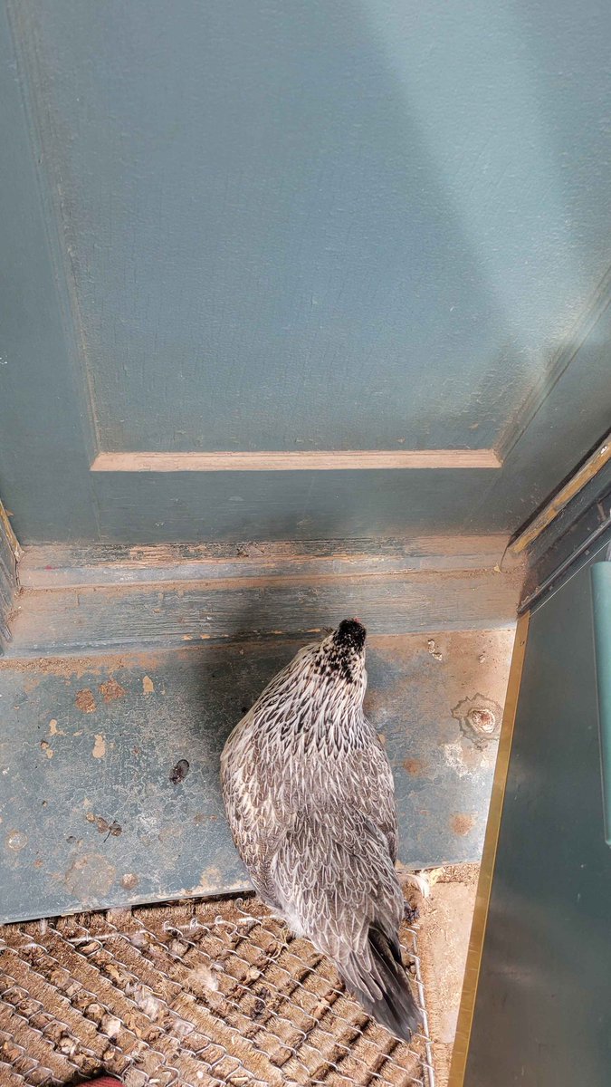 Hudson Jameson tweet media