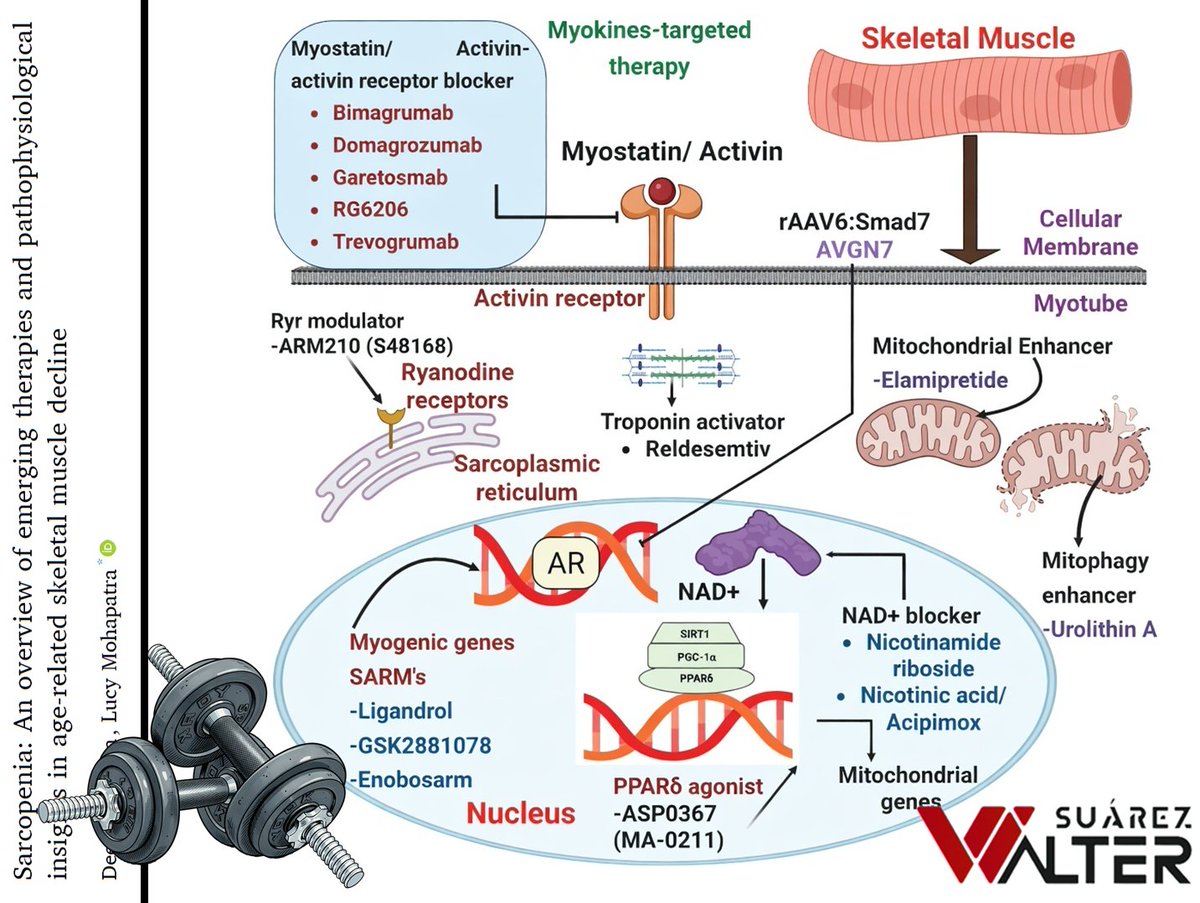 Walter Suárez Carmona tweet media