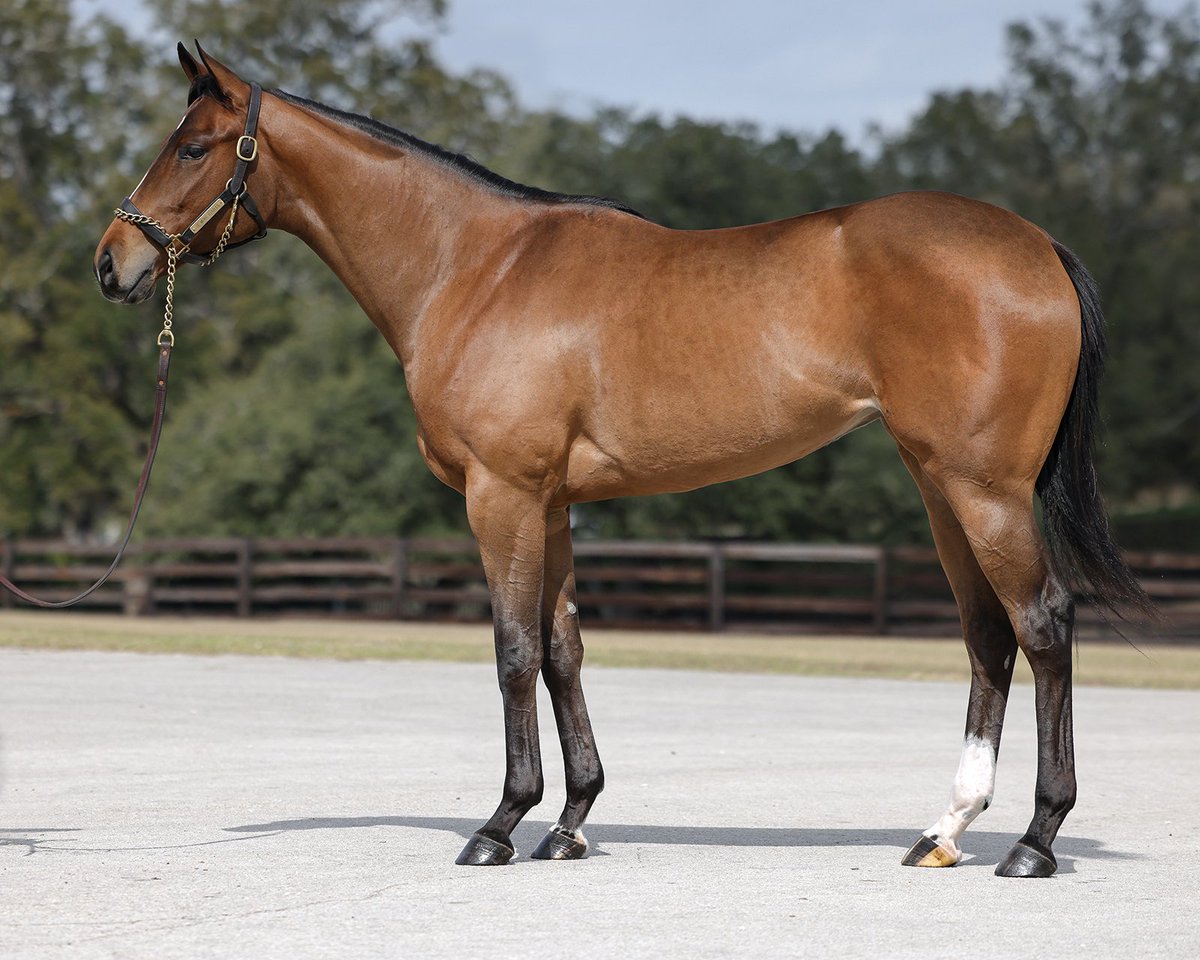 WinStar Farm tweet media